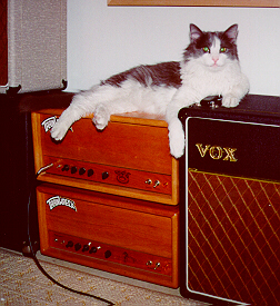 cat.jpg